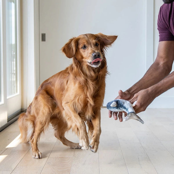 Peixe Sapeca - O companheiro diário do seu cãozinho